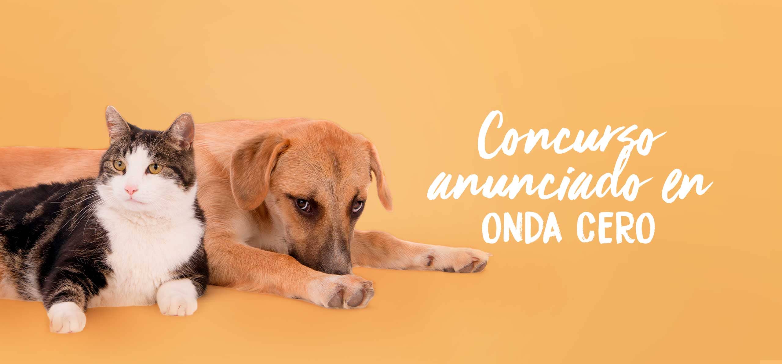 concurso de protectoras